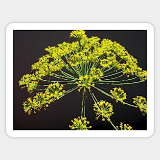 Be the Chief Chef of Your Life with Flowering Dill! Sticker